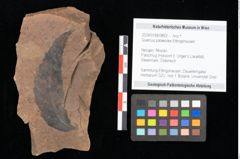 Foto (Objekt + Etikett) von Quercus palaeoilex Ettingshausen (NHMW-GEO-2024-0188-0863)